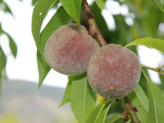 der rote Weinbergspfirsich