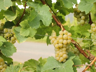 Weintrauben