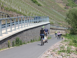 Radweg Valwig-Bruttig-Fankel, direkt am Moselufer