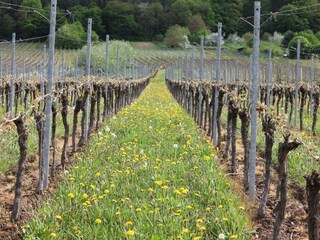 Austrieb im Weinberg