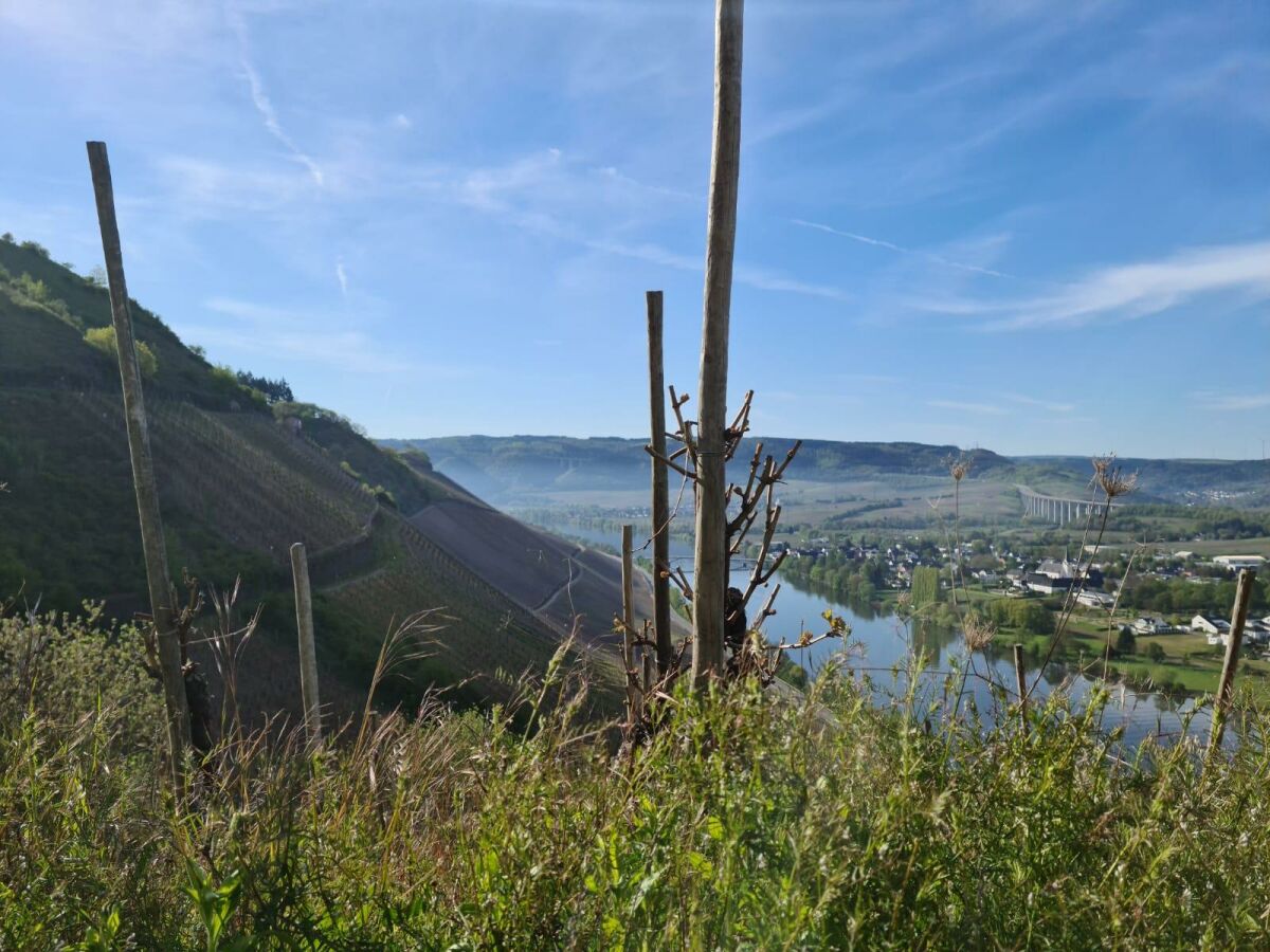 Moseltal im Frühling