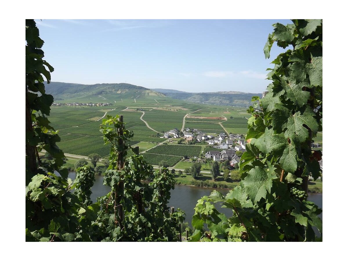 Blick unser Ferienweingut und Köwerich