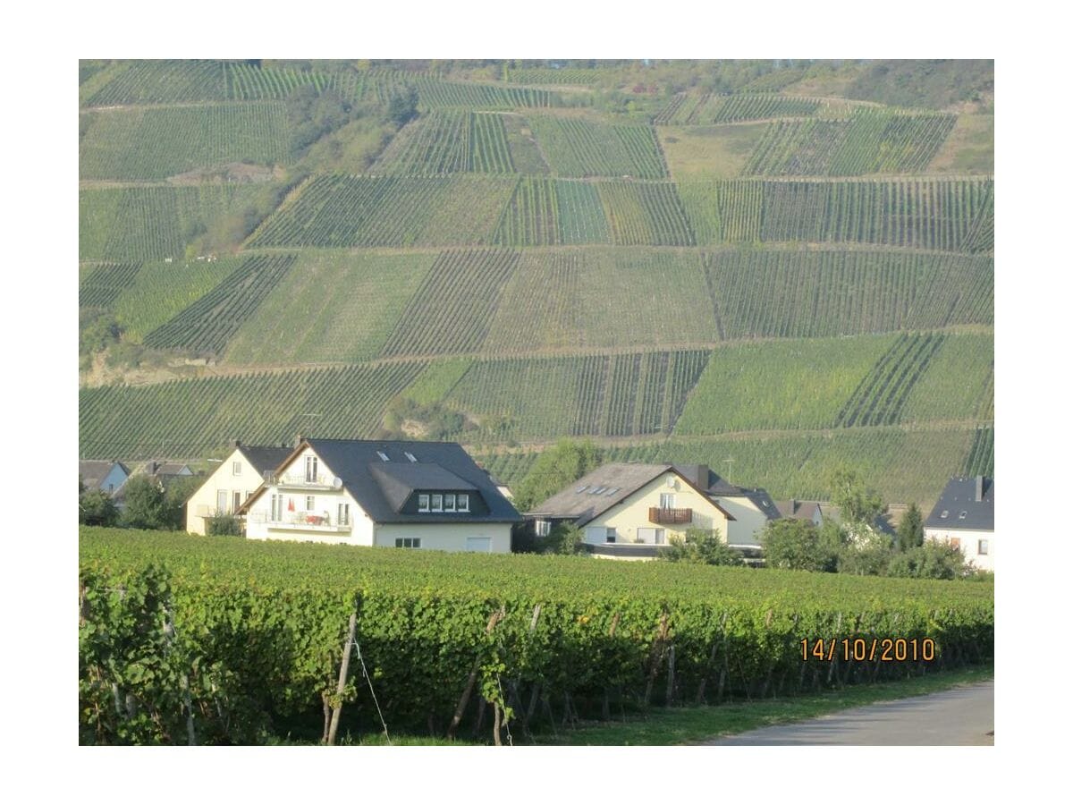 Unser Ferienweingut inmitten der Weingärten