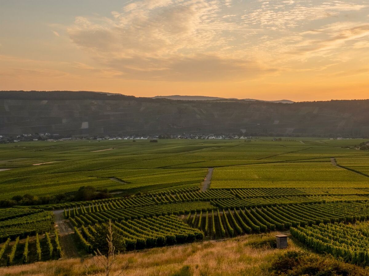 Sonnenuntergang über den Weingärten