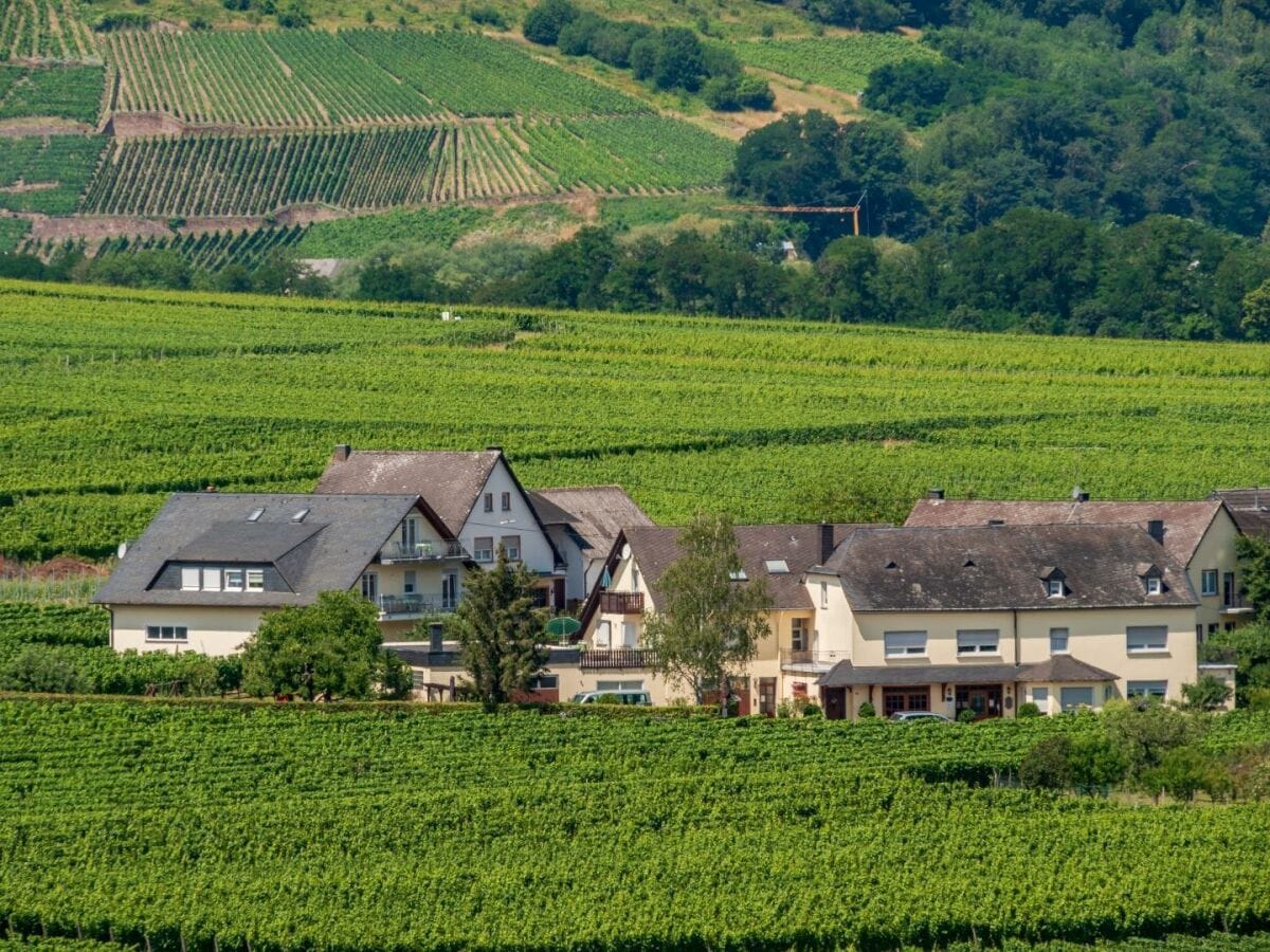 Ferienweingut Winnebeck inmitten der Weingärten