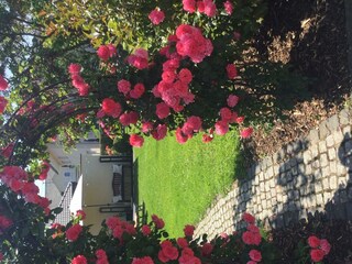 Rosen-Tor in voller Blüte