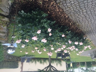 Alte Duft-Rosen im Garten in voller Blüte