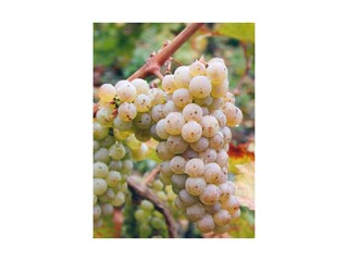 Rieslingtraube