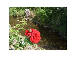 Bachlauf hinter dem Haus