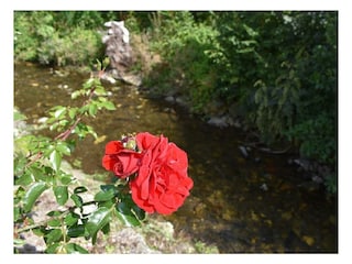 Bachlauf hinter dem Haus
