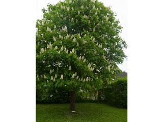 Kastanie im Garten