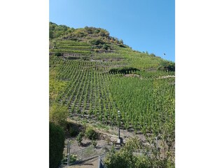 Weinberge Sankt Aldegund