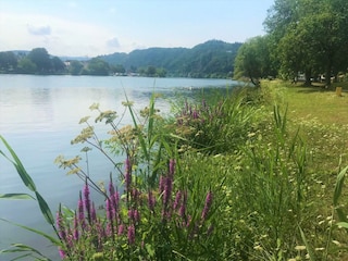 12 Haus Moselwiese  Garten Flussblick