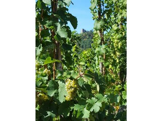 Appartamento Alf Registrazione all'aperto 35