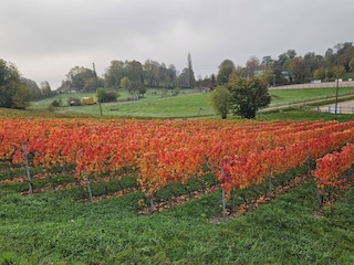 Weinberg 5 Minuten zu Fuss