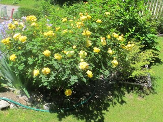 Appartamento per vacanze Blonay Ambiente 23