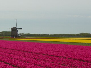 typically dutch: tulips and windmill