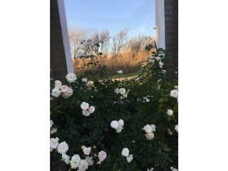 Vakantieappartement Petten Buitenaudio-opname 6