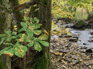 Appartamento Schillingen Registrazione all'aperto 14