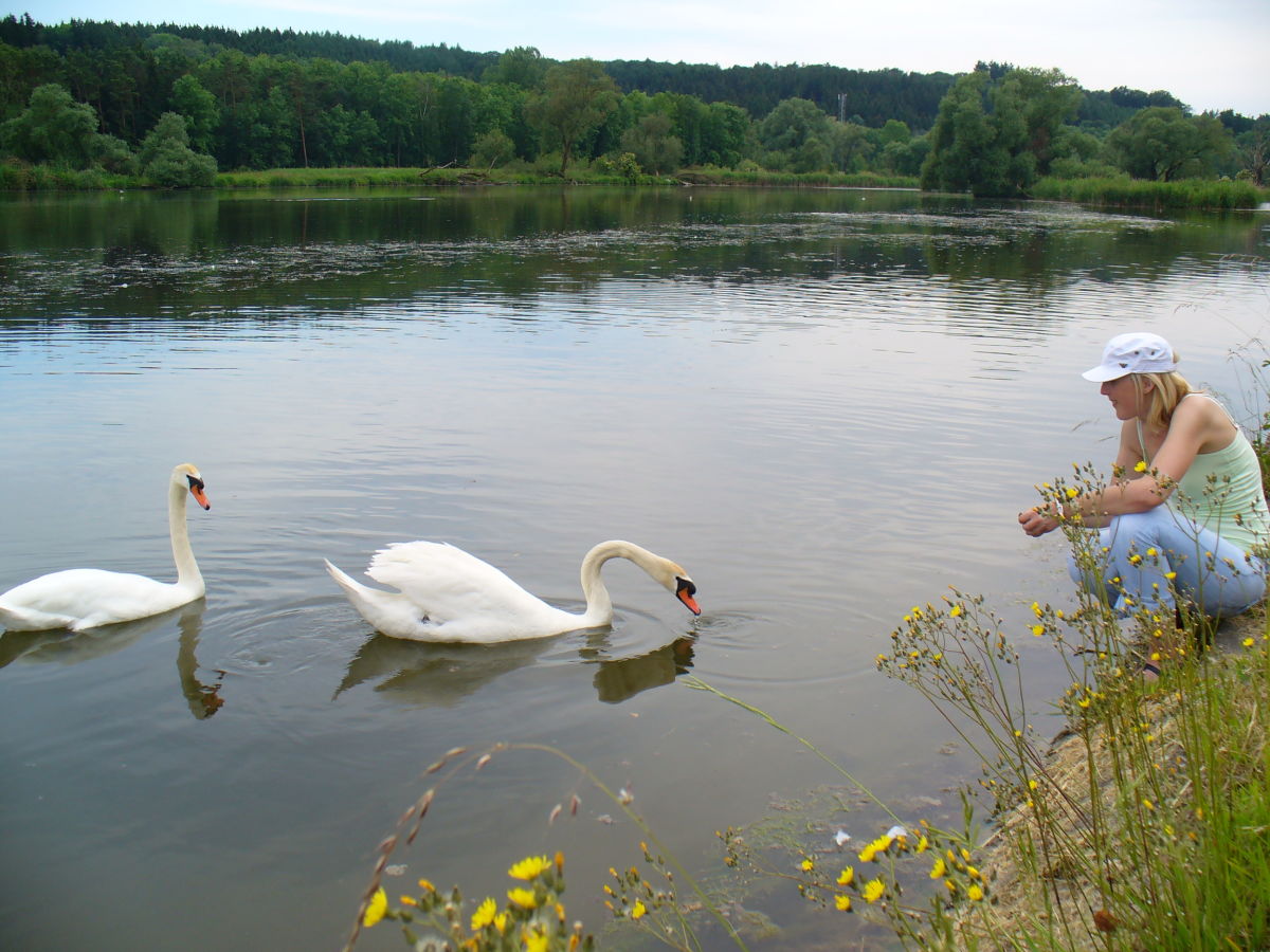 Die Donau und seine Auwälder