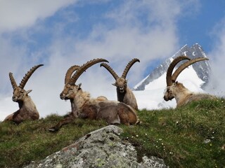 Steinböcke (c)NPHT, M. Lackner