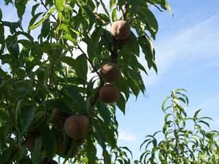 Roter Weinbergspfirsich