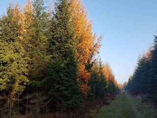 Ferienhaus Toftlund  13