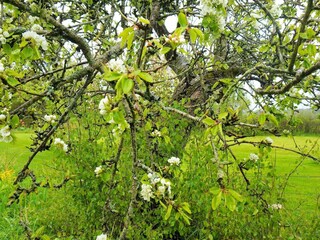 Ferienhaus Gardsjö Außenaufnahme 4