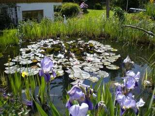 Biotop im Gästegarten