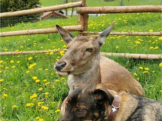 Franzl (Hirsch) und Schubert (Hund)