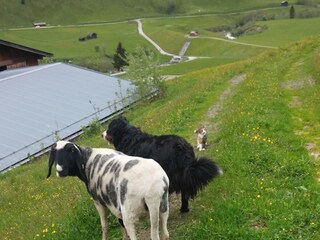 Schaf "Fef" und Hund "Mozart" mit Katze "Luna"