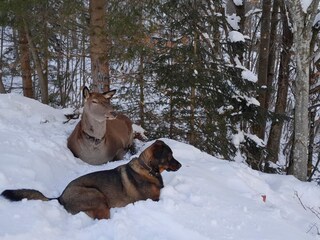 Hirsch Franzl mit Hund Schubert im Schnee