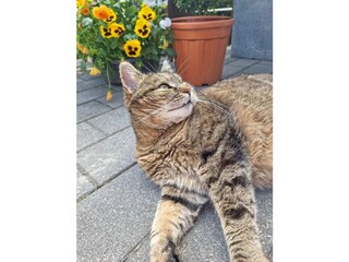 Holiday apartment Rauris Environment 40