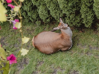 Holiday apartment Rauris Outdoor Recording 31