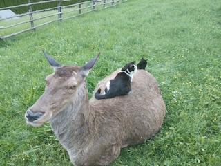 Unser Hirsch Franzl mit seinen Freundinen