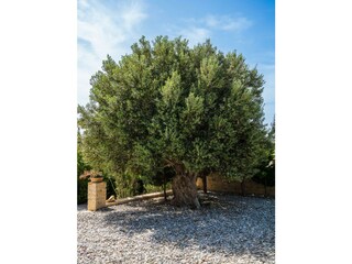 Villa Kamilari Registrazione all'aperto 13