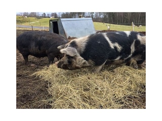 Linderödschweine