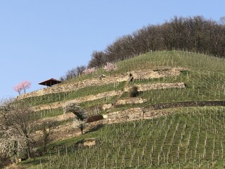 Appartamento per vacanze Sulzburg Registrazione all'aperto 8