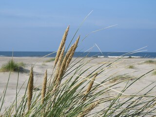 Vakantieappartement Hollum Omgeving 31