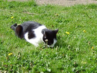 Katze im Garten
