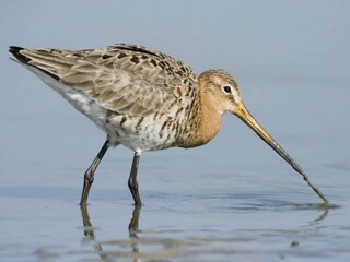Appartement Cadzand-Bad Environnement 38