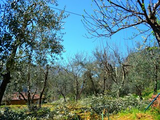 Casa per le vacanze Colognora Ambiente 36