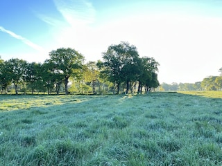 Landschaft mit Wallhecken