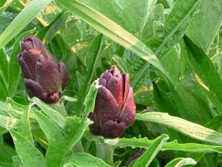 Appartamento per vacanze Morrona Ambiente 32