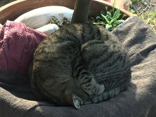 Appartamento per vacanze Morrona Caratteristiche 25