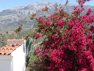 Villa Arenas  37