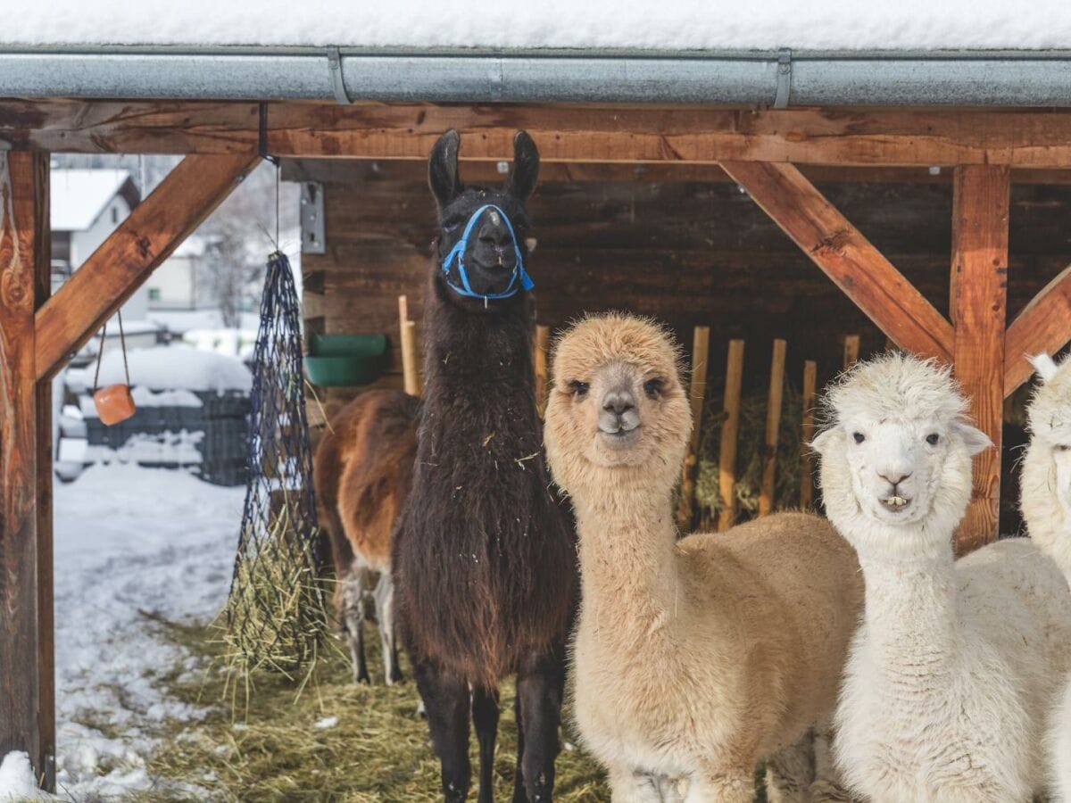 unsere Alpakas und Lamas