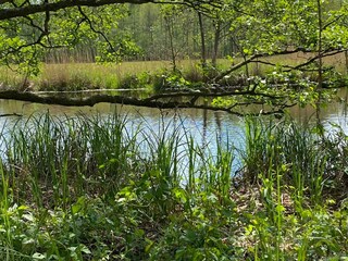 Wald direkt hinter dem Haus