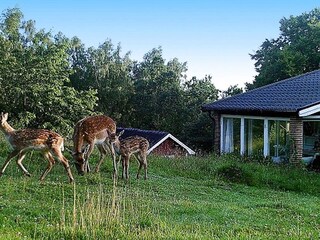 Vakantiehuis Veberöd Buitenaudio-opname 8