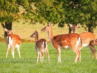 Vakantiehuis Veberöd  20